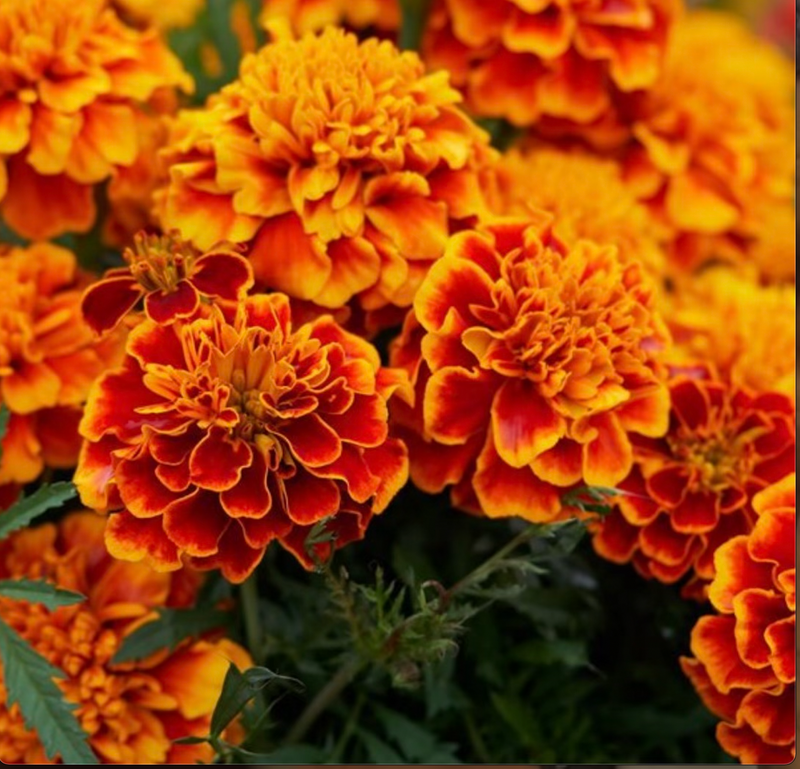 Moms and Marigolds